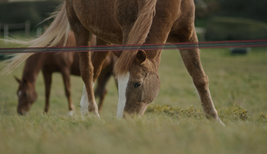 haras-du-chêne-bénit_photo